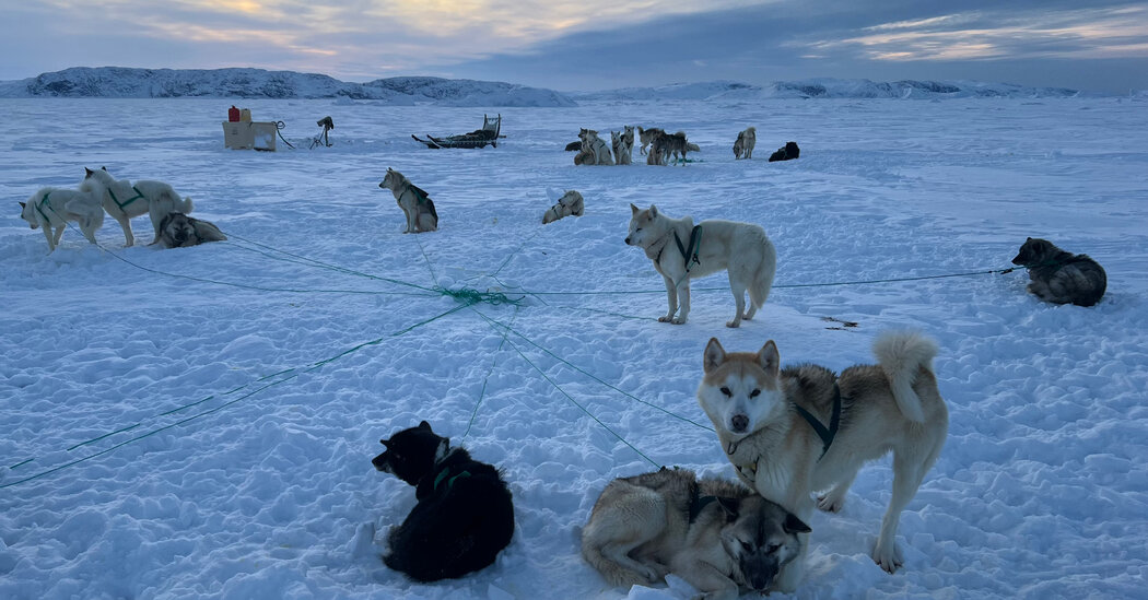 In Greenland, Taking It All In With Snowy Jogs and Sled Dogs