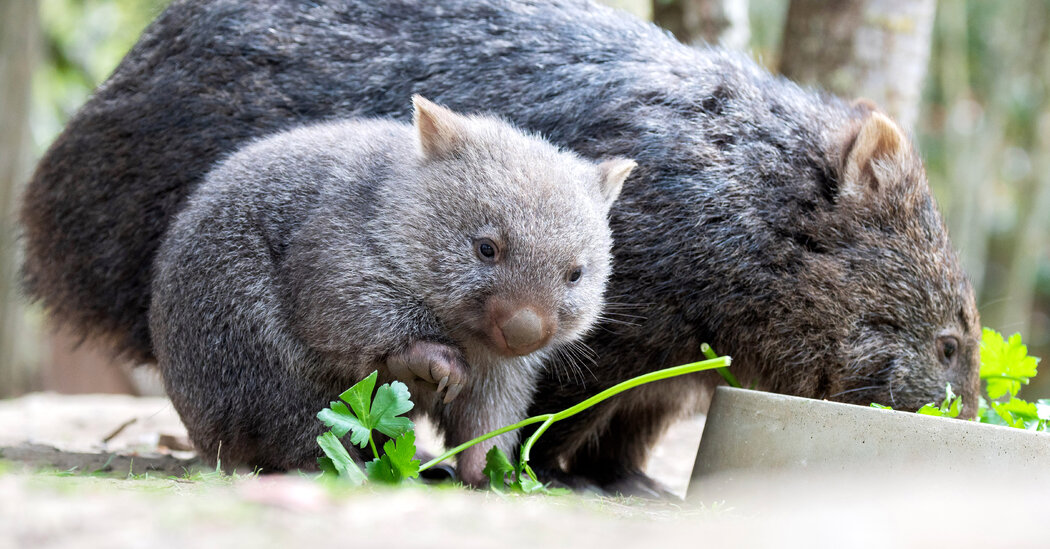 Outrage in Australia After American Woman Grabs a Baby Wombat