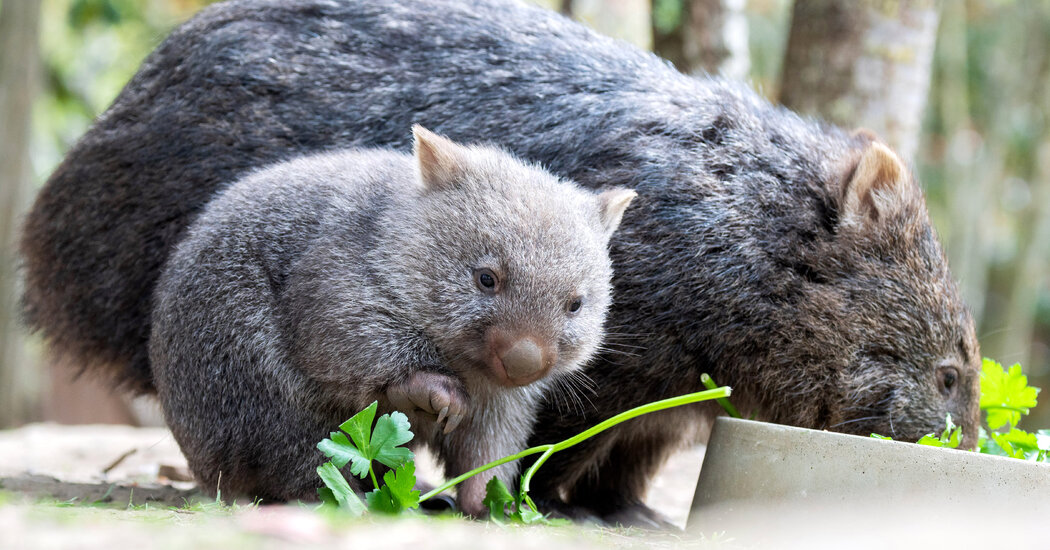 Outrage in Australia After American Woman Grabs a Baby Wombat